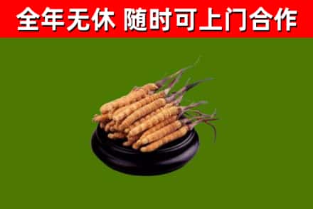 安康市回收散虫草