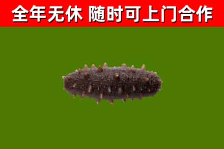 安康市回收海参干